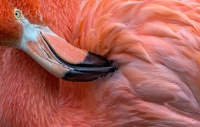 Fotográfia Flamingo Close Up, Xavier	Ortega