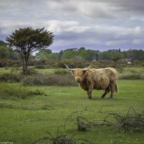 Poszter 20x20cm Tehén a faluban 3, Assaf Frank