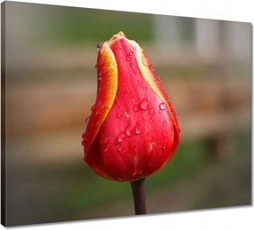 Vászonkép 50x40 Piros-sárga tulipán