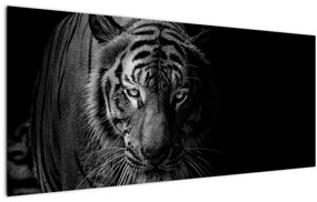 Egy vadtigris képe (120x50 cm)