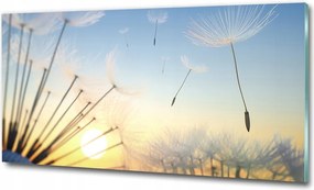 Fotó kép edzett üveg pitypang 125x50