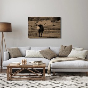 Kép - Texasi tehén (90x60 cm)