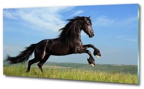 Üvegkép Fekete ló a réten osh-26473191