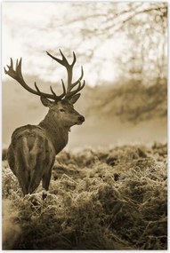Poszterek 80x120 Szarvas erdő naplemente