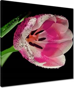 Vászonkép 50x50 Rózsaszín tulipán