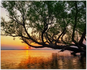 Poszterek 50x40 Fa Levelek Tó