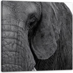 Vászonkép Szürke elefánt arca Szem Állat 50X50 cm