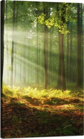 Vászonkép Fény az erdőben Természet Fák 60x100 cm Ajándéknak is tökéletes