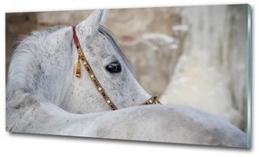 Üvegkép Fehér arab ló osh-143185113