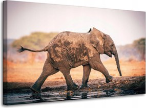 Vászonkép Sáros Futó Elefánt Természet 100x60 cm