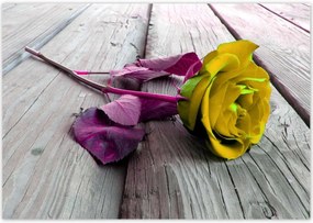 Poszterek 100x70 Freeky rose