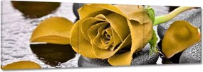 Vászonkép 120x40 Sárga rózsa köveken