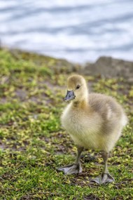 Poszter 61x91,5cm Gosling, Assaf Frank