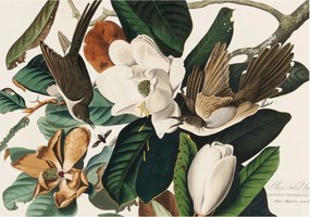 Stílusos Dekoratív Fotótapéta Flizelin Madarak Magnólia 312x219 Ragasztó