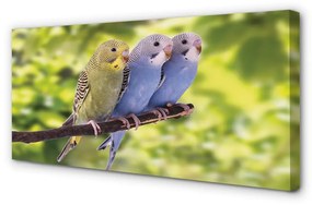 Canvas képek Színes papagáj egy ágon 140x70 cm