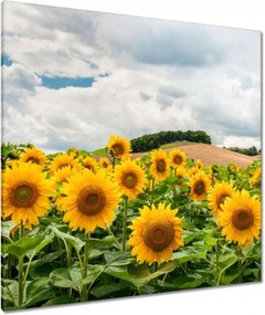 Vászonkép 90x90 Tájkép napraforgókkal