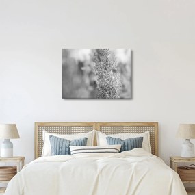 Kép - Boho pampafű (70x50 cm)