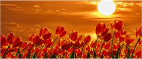 Kép egy virágzó mező tulipánokkal (120x50 cm)