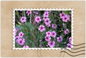 Poszterek 60x40 Lila virágok