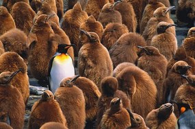 Művészeti fotózás Adult king penguin  surrounded by, Art Wolfe, (40 x 26.7 cm)