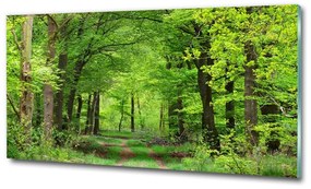 Üvegfotó Tavaszi erdő osh-104709227