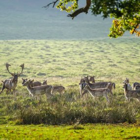 Poszter 30x30cm Csorda, Assaf Frank