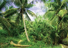 Fotótapéta pálmafák ég fotótapéta 312 x 219