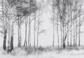 Fotótapéta fák fehér fekete nyír erdő 368 x 254 15753ve8