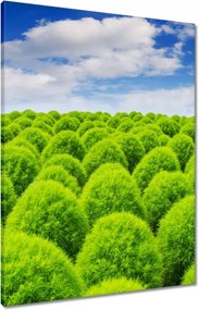 Vászonkép 60x80 Zöld tekintet Völgy