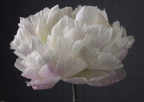 Poszter 59,4x42cm Bazsarózsa virág, Assaf Frank