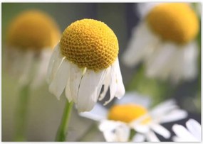 Poszterek 100x70 Kamilla