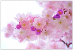 Poszterek 200x135 Japán cseresznyefa ág