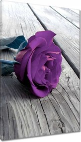 Vászonkép 80x120 Lila rózsa Padló