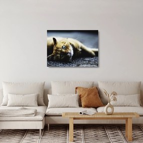 Macska képe (üvegen) (70x50 cm)