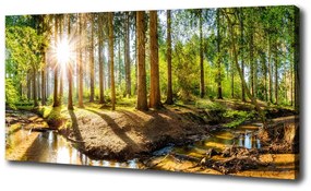 Feszített vászonkép Panorama erdő oc-145813283