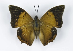 Poszter 29,7x21cm Pillangó fehér alapon 6, Assaf Frank