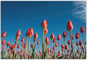 Poszterek 200x135 Tulipánok Tájkép Tulipánok