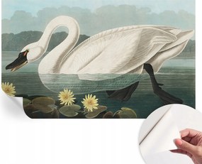 Dekoratív öntapadós fotótapéta Hálószobába Hattyú és nenufary 416x254