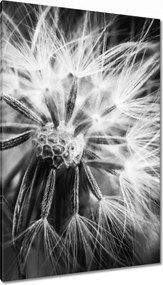 Vászonkép 80x120 Pitypang Virág Virágok