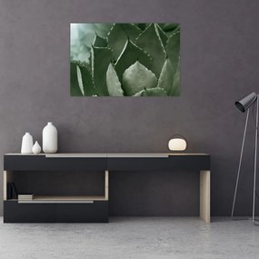 Kép - Zöld agávé (90x60 cm)