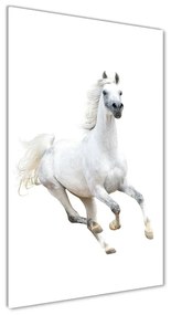 Akrilkép Fehér ló galopp oav-99028092