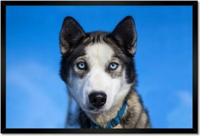 Poszterek keretben 60x40 Husky