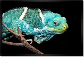 Poszter keretben 60x40 Kaméleon Gyík