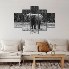 Kép - Skót tehén (150x105 cm)