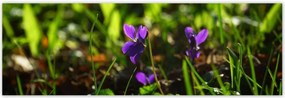 Poszterek 200x66 Mezei ibolya