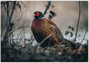 Poszterek 100x70 Fácán a természetben Madarak