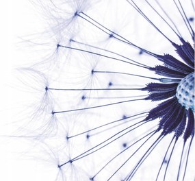 3D fotótapéta pitypang fotótapéta 416 x 254