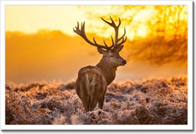 Poszterek keretben 60x40 Szarvas napfelkeltekor