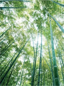 Fotótapéta erdő bambusz fotótapéta 206 x