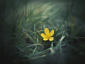 Vászonkép Canvas Kert Rét Fű Sárga Virág Tavasz Természet 80x60